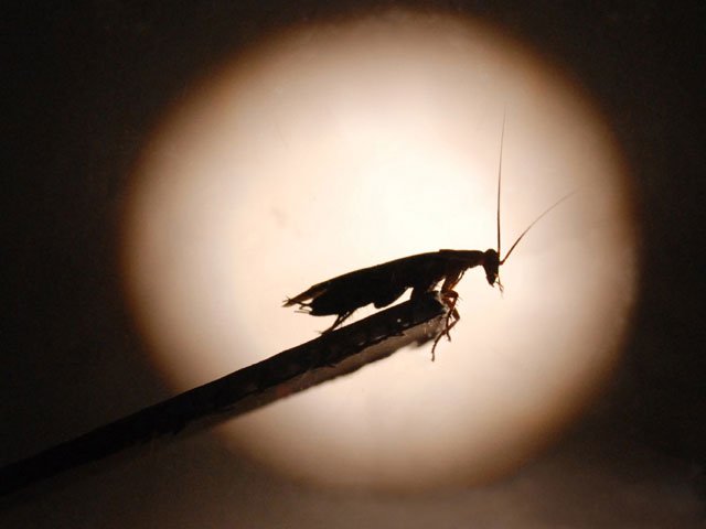 cucaracha