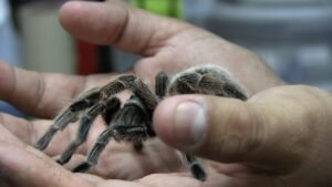 araña