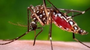 mosquitos
