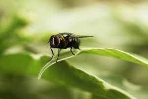 mosca