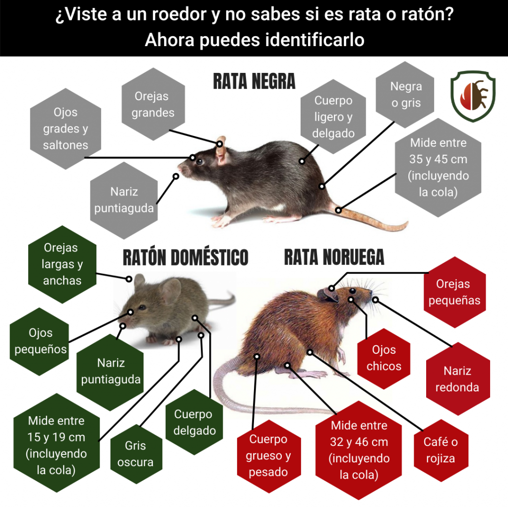 roedores rata raton